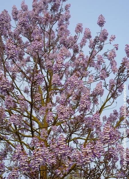 © Hortival Diffusion - Tous droits réservés