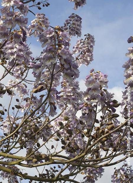 © Hortival Diffusion - Tous droits réservés