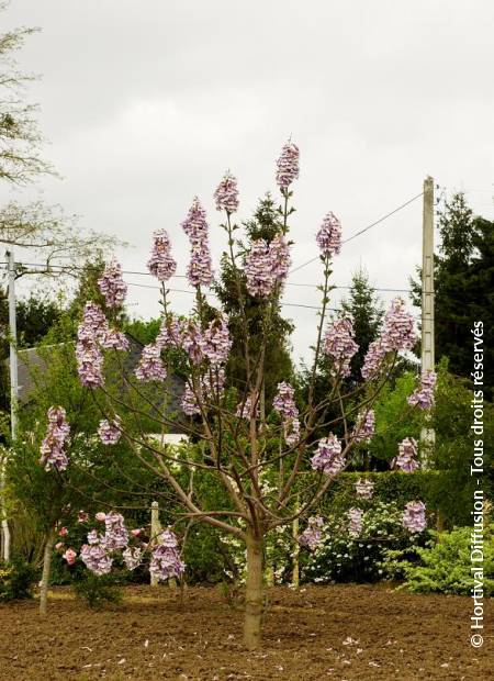 © Hortival Diffusion - Tous droits réservés