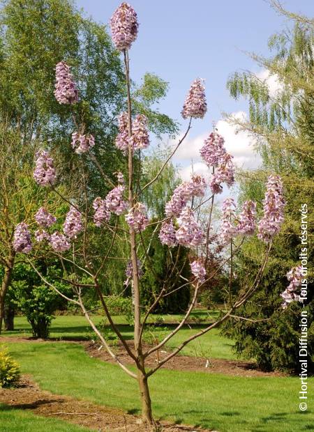 © Hortival Diffusion - Tous droits réservés