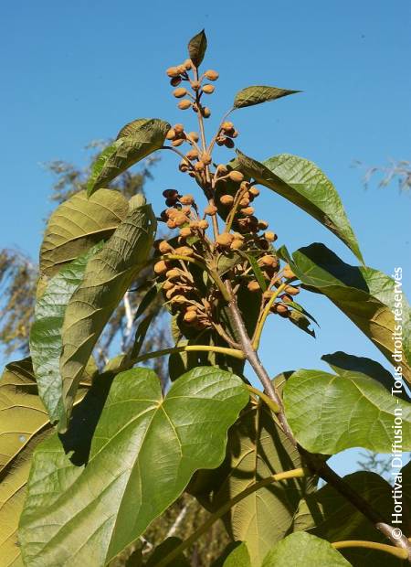 © Hortival Diffusion - Tous droits réservés