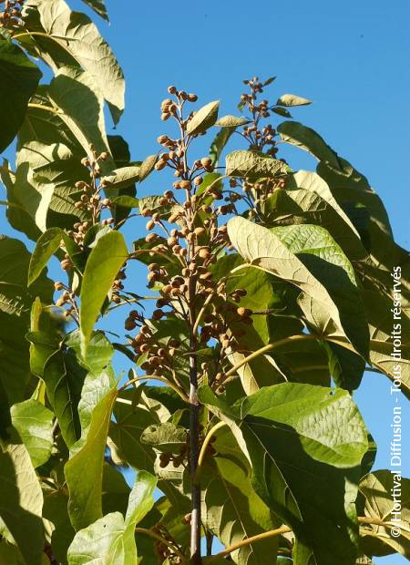 Paulownia Fortunei FAST BLUE ('Minfast')