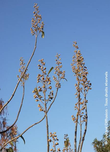 © Hortival Diffusion - Tous droits réservés