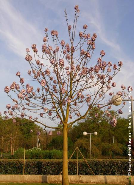 © Hortival Diffusion - Tous droits réservés