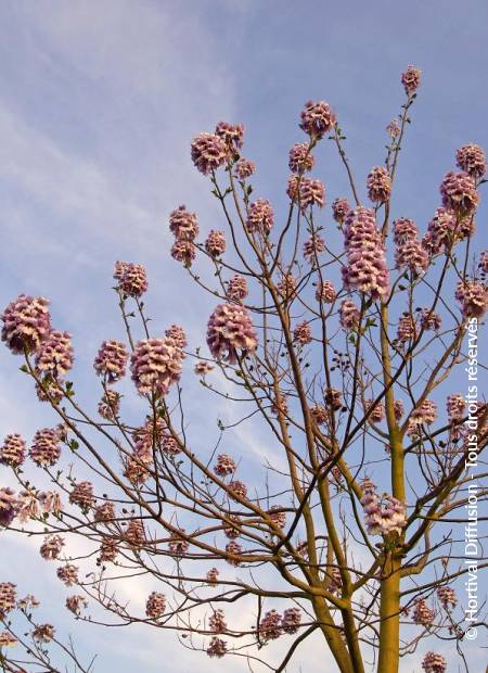 © Hortival Diffusion - Tous droits réservés