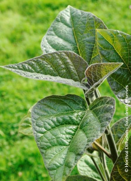 © Hortival Diffusion - Tous droits réservés