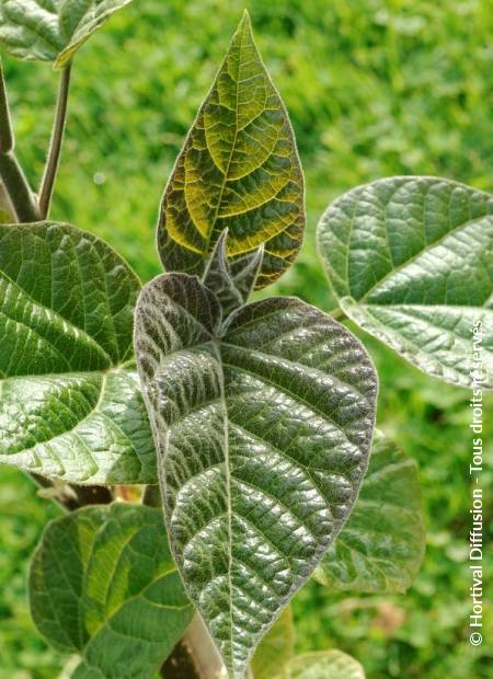 © Hortival Diffusion - Tous droits réservés