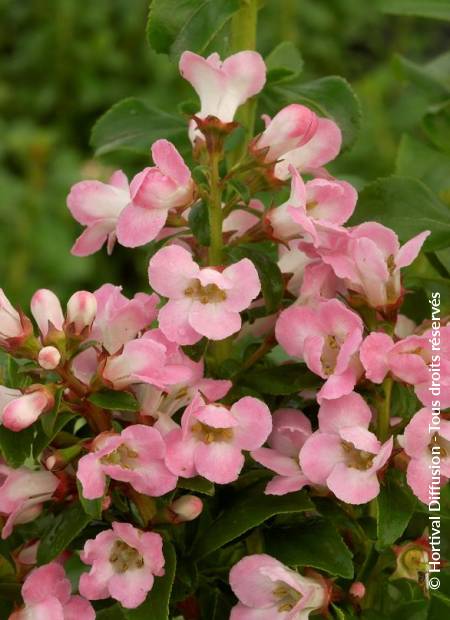 © Hortival Diffusion - Tous droits réservés