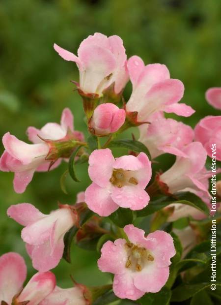 © Hortival Diffusion - Tous droits réservés