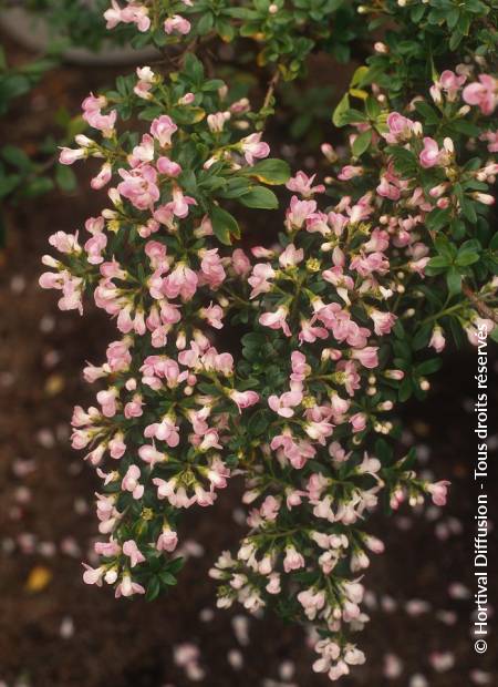 © Hortival Diffusion - Tous droits réservés