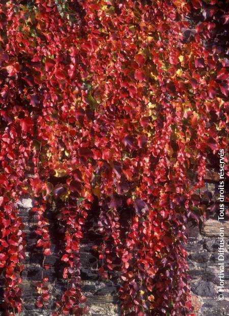 © Hortival Diffusion - Tous droits réservés