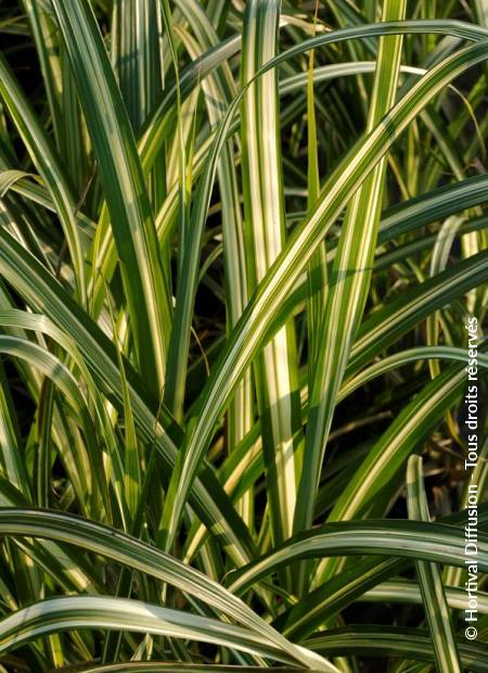 © Hortival Diffusion - Tous droits réservés