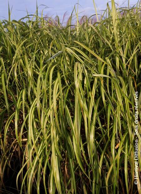 © Hortival Diffusion - Tous droits réservés