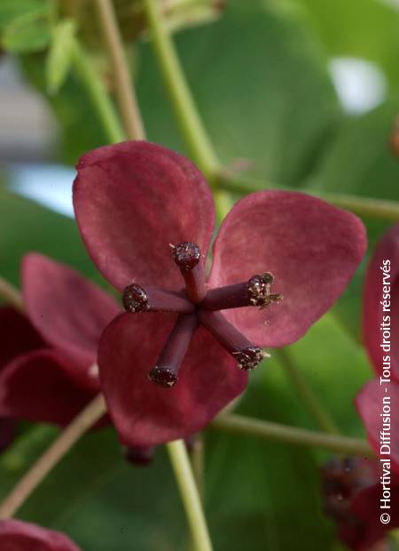 © Hortival Diffusion - Tous droits réservés