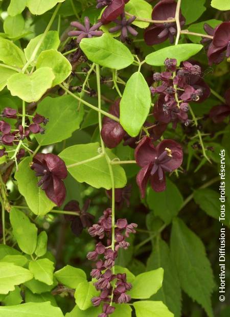 © Hortival Diffusion - Tous droits réservés