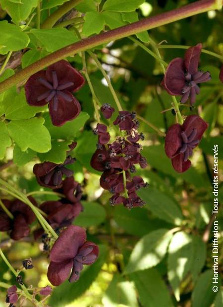 © Hortival Diffusion - Tous droits réservés