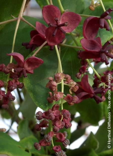 © Hortival Diffusion - Tous droits réservés