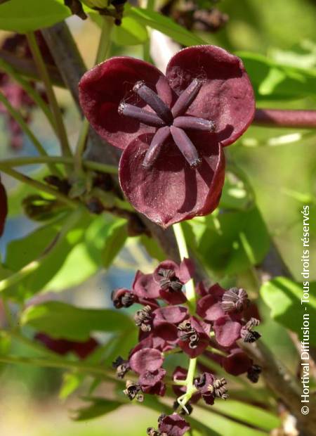 © Hortival Diffusion - Tous droits réservés