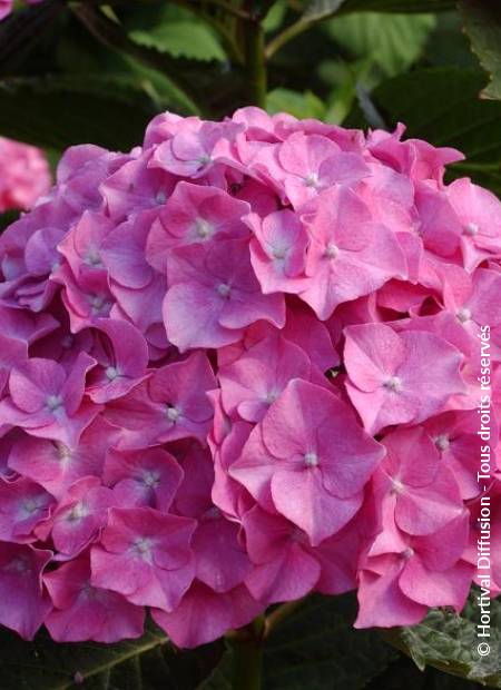 © Hortival Diffusion - Tous droits réservés