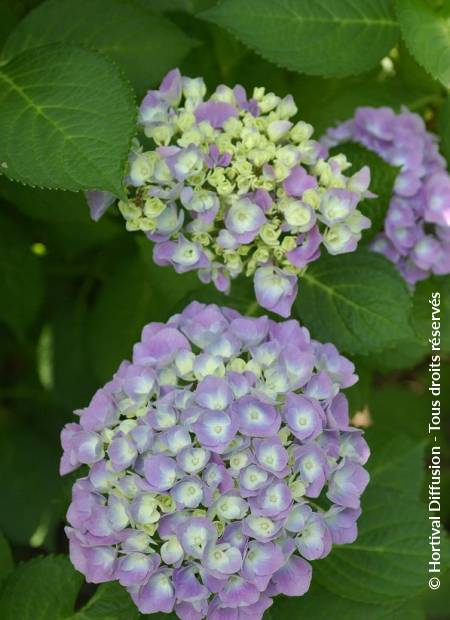 © Hortival Diffusion - Tous droits réservés