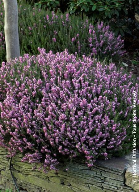 © Hortival Diffusion - Tous droits réservés