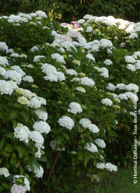 © Hortival Diffusion - Tous droits réservés