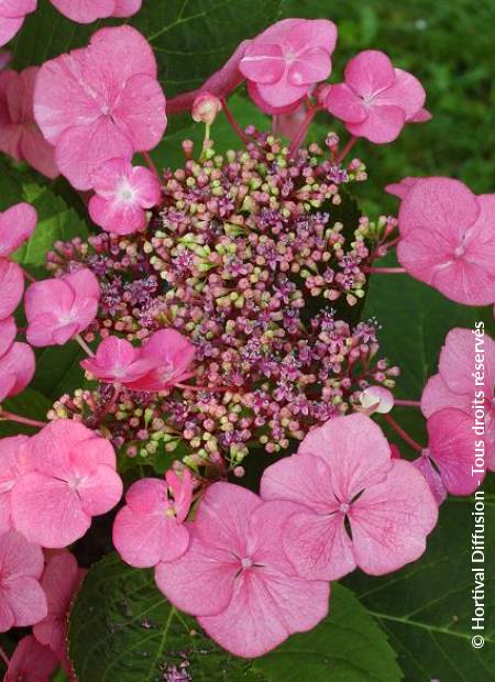 © Hortival Diffusion - Tous droits réservés