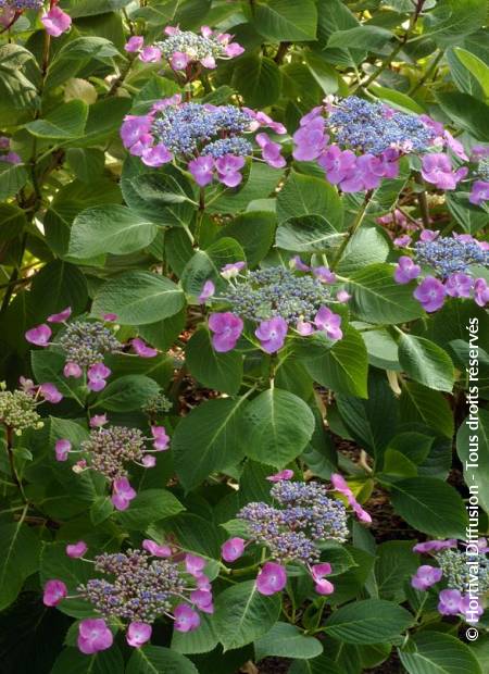 © Hortival Diffusion - Tous droits réservés