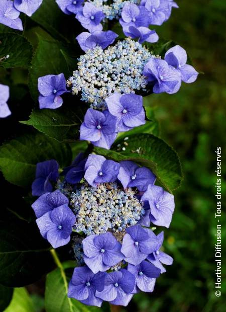 © Hortival Diffusion - Tous droits réservés