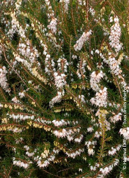 © Hortival Diffusion - Tous droits réservés