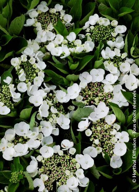 © Hortival Diffusion - Tous droits réservés