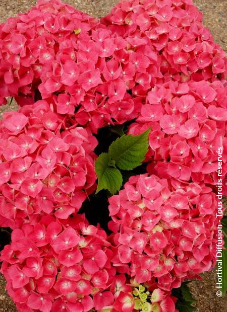 HYDRANGEA macrophylla 'Leuchtfeuer' Hortensia - Arbuste