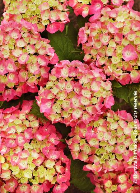 HYDRANGEA macrophylla 'LEUCHTFEUER