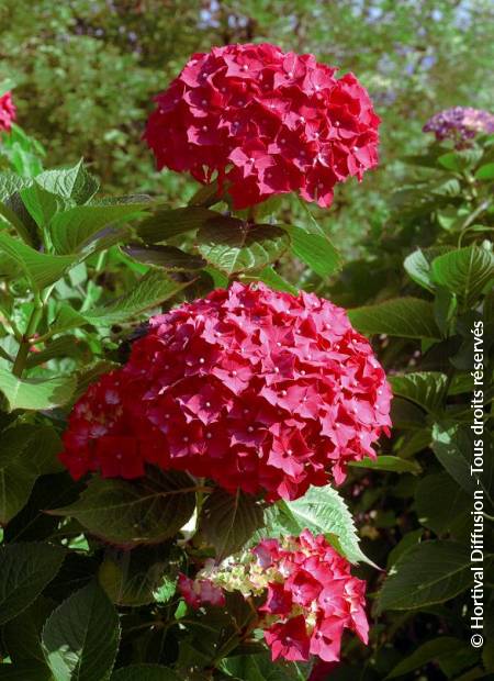 © Hortival Diffusion - Tous droits réservés