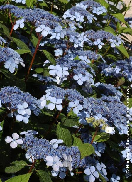 © Hortival Diffusion - Tous droits réservés