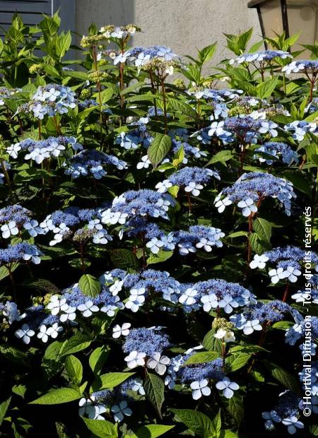 © Hortival Diffusion - Tous droits réservés