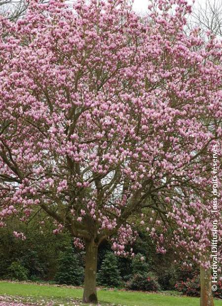 © Hortival Diffusion - Tous droits réservés