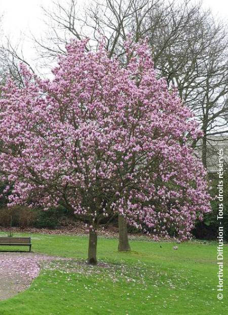 © Hortival Diffusion - Tous droits réservés