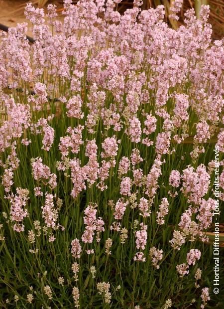 © Hortival Diffusion - Tous droits réservés