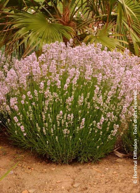 © Hortival Diffusion - Tous droits réservés