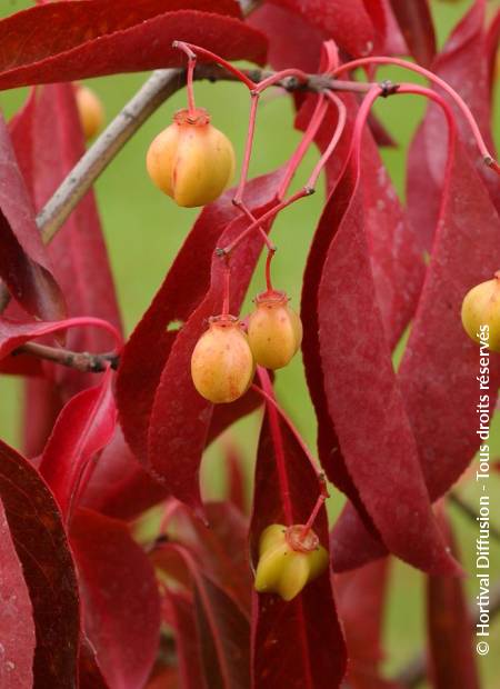 © Hortival Diffusion - Tous droits réservés