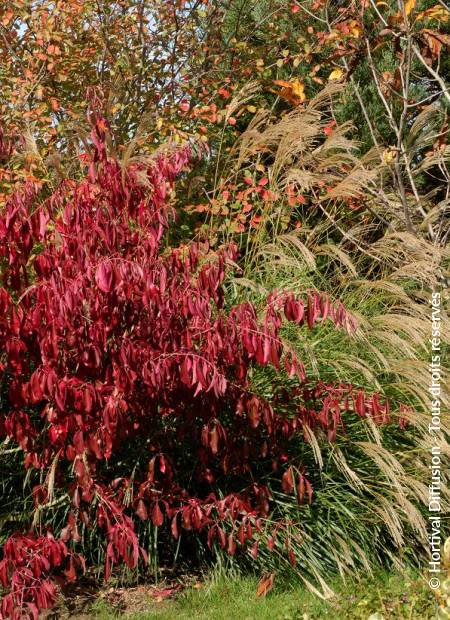 © Hortival Diffusion - Tous droits réservés