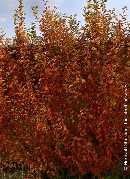 © Hortival Diffusion - Tous droits réservés