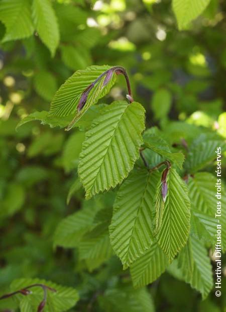 © Hortival Diffusion - Tous droits réservés