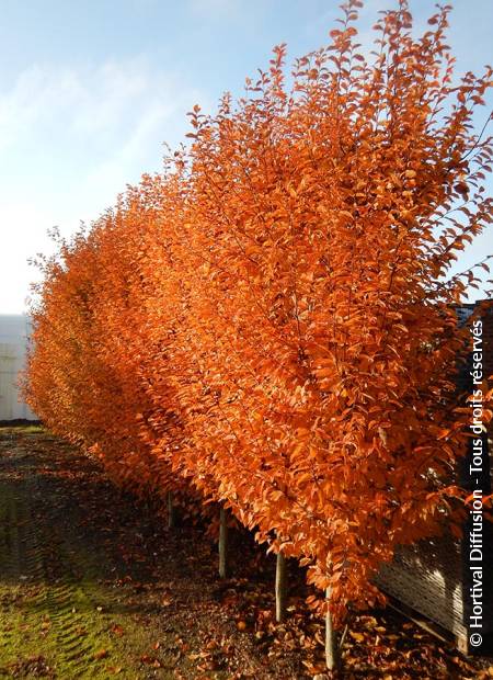 © Hortival Diffusion - Tous droits réservés