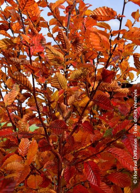 © Hortival Diffusion - Tous droits réservés