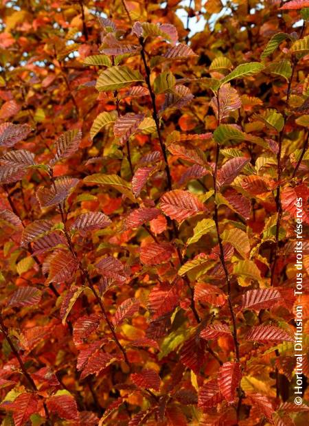 © Hortival Diffusion - Tous droits réservés