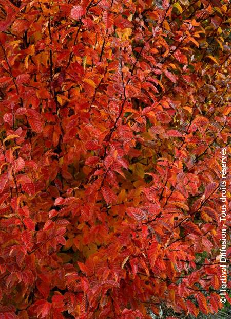 © Hortival Diffusion - Tous droits réservés