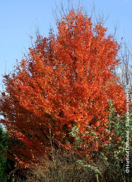 © Hortival Diffusion - Tous droits réservés