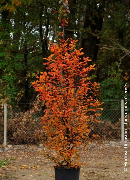 © Hortival Diffusion - Tous droits réservés